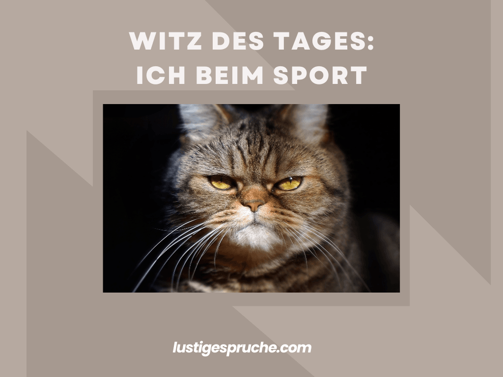 Totlachen Lustige Katzenspruche